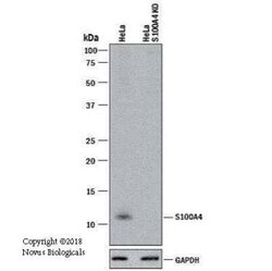 S100A4 Antibody (1F11) - BSA Free, Novus Biologicals:Antibodies:Primary