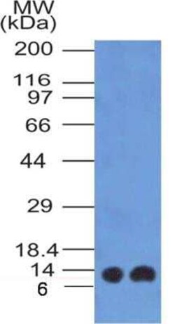 S100A4 Antibody (1F11) - BSA Free, Novus Biologicals:Antibodies:Primary
