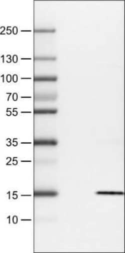 S100A4 Antibody (CL0237), Novus Biologicals 25 &mu;L, Unconjugated:Antibodies,