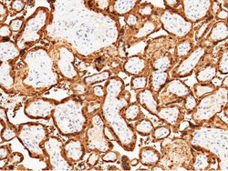 S100P Rabbit anti-Human, Clone: 116, Novus Biologicals:Antibodies:Primary