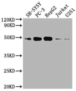 S1P1/EDG-1 Antibody (4F2), Novus Biologicals 100 &mu;g; Unconjugated:Antibodies,