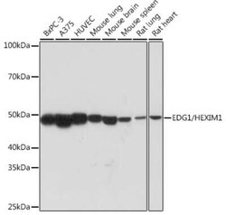 S1P1/EDG-1 Rabbit anti-Human, Mouse, Rat, Clone: 9R8N3, Novus Biologicals