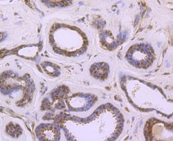 S1P1/EDG-1 Antibody (JM10-66), Novus Biologicals 100 &mu;L | Buy Online | Novus Biologicals | Fisher Scientific