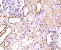 S1P1/EDG-1 Antibody (JM10-66), Novus Biologicals 100 &mu;L | Buy Online | Novus Biologicals | Fisher Scientific