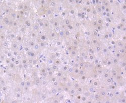 S1P1/EDG-1 Antibody (JM10-66), Novus Biologicals 100 &mu;L | Buy Online | Novus Biologicals | Fisher Scientific