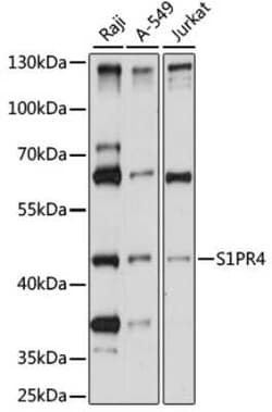 S1P4/EDG-6 Antibody - Azide and BSA Free, Novus Biologicals:Antibodies:Primary