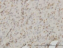 Novus Biologicals SA1 Antibody (2E9), Novus Biologicals 0.1 mg | Buy Online | Novus Biologicals&trade; | Fisher Scientific