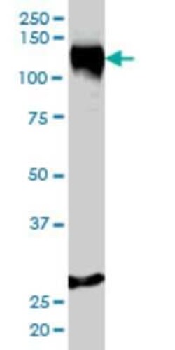 Novus Biologicals SA1 Antibody (2E9), Novus Biologicals 0.1 mg | Buy Online | Novus Biologicals&trade; | Fisher Scientific