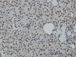 SAFB Antibody (5A11), Novus Biologicals 0.1 mg | Buy Online | Novus Biologicals | Fisher Scientific