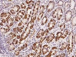 SAH3 Antibody, Novus Biologicals 50 &mu;g, Unconjugated:Antibodies, Polyclonal