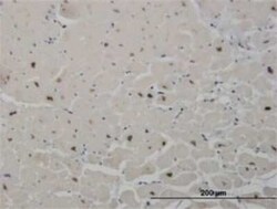 SALL2 Antibody (3F7), Novus Biologicals 0.1 mg | Buy Online | Novus Biologicals | Fisher Scientific