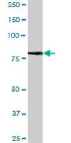 SALM2/LRFN1 Antibody, Novus Biologicals 0.05 mg | Buy Online | Novus Biologicals | Fisher Scientific