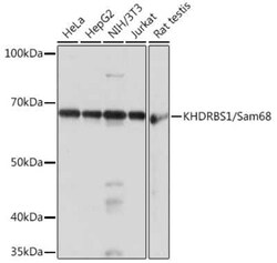 SAM68 Rabbit anti-Human, Mouse, Rat, Clone: 1O7D1, Novus Biologicals 20