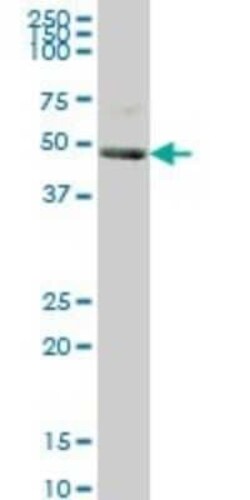 SAM68 Antibody (1A4), Novus Biologicals 0.1 mg | Buy Online | Novus Biologicals | Fisher Scientific