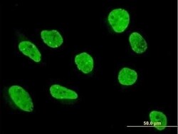 SAM68 Antibody, Novus Biologicals 0.05 mg | Buy Online | Novus Biologicals | Fisher Scientific