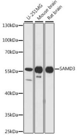 SAMD3 Antibody - Azide and BSA Free, Novus Biologicals:Antibodies:Primary