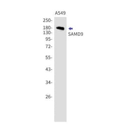 SAMD9 Antibody (S09-5B4), Novus Biologicals 50 &mu;g; Unconjugated:Antibodies,