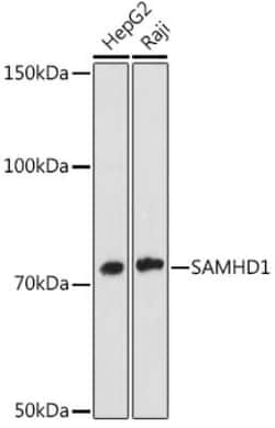 SAMHD1 Rabbit anti-Human, Clone: 4C7B3, Novus Biologicals 20 &mu;g; Unconjugated:Antibodies,