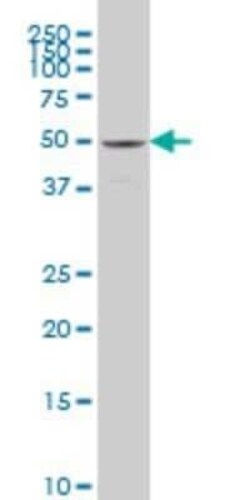 SAMM50 Antibody (2A9), Novus Biologicals 0.1 mg | Buy Online | Novus Biologicals | Fisher Scientific