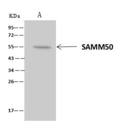 SAMM50 Antibody, Novus Biologicals 50 &mu;g; Unconjugated:Antibodies, Polyclonal