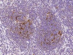 SAMSN1 Antibody, Novus Biologicals 100 &mu;g, Unconjugated:Antibodies,