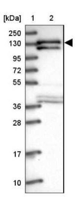 SAP130 Antibody, Novus Biologicals 25ul; Unconjugated:Antibodies, Polyclonal
