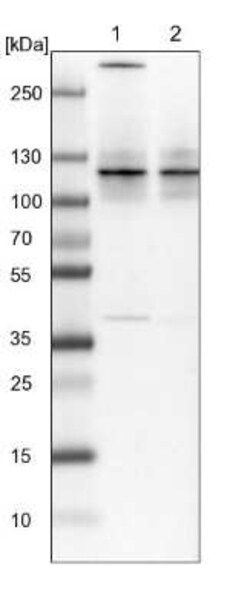 SAP130 Antibody, Novus Biologicals 25ul; Unconjugated:Antibodies, Polyclonal