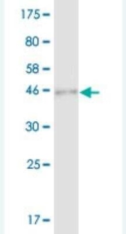 SAP30 Antibody (1D3), Novus Biologicals 0.1 mg, Unconjugated:Antibodies,