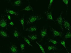 SAP30 Antibody, Novus Biologicals 100 &mu;g, Unconjugated:Antibodies, Polyclonal