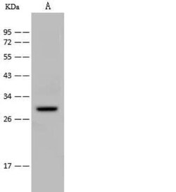 SAP30 Antibody, Novus Biologicals 100 &mu;g, Unconjugated:Antibodies, Polyclonal