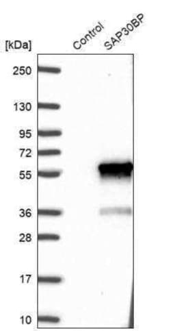 SAP30BP Antibody, Novus Biologicals 25 &mu;L | Buy Online | Novus Biologicals | Fisher Scientific
