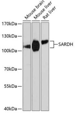 SARDH Antibody - Azide and BSA Free, Novus Biologicals 0.1 mL, Unconjugated:Antibodies,