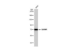 SARM1 Antibody (HL1066), Novus Biologicals 100 &mu;g | Buy Online | Novus Biologicals | Fisher Scientific
