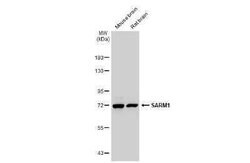 SARM1 Antibody (HL1066), Novus Biologicals 100 &mu;g | Buy Online | Novus Biologicals | Fisher Scientific