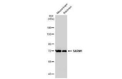 SARM1 Antibody (HL1070), Novus Biologicals 100 &mu;g; Unconjugated:Antibodies,