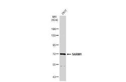 SARM1 Antibody, Novus Biologicals 100 &mu;g; Unconjugated:Antibodies, Polyclonal