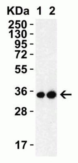 SARS-CoV-2 3CL Protease Antibody - BSA Free, Novus Biologicals 0.1 mg | Buy Online | Novus Biologicals | Fisher Scientific