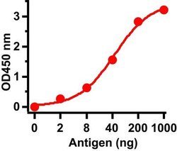 SARS-CoV-2 Envelope Antibody - Azide and BSA Free, Novus Biologicals 0.05 mg | Buy Online | Novus Biologicals | Fisher Scientific