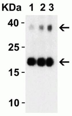 SARS-CoV-2 NSP10 Antibody - BSA Free, Novus Biologicals 0.1 mg | Buy Online | Novus Biologicals | Fisher Scientific