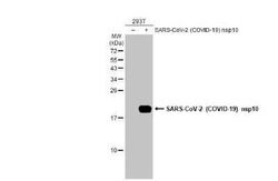 SARS-CoV-2 NSP10 Antibody, Novus Biologicals 100 &mu;g | Buy Online | Novus Biologicals | Fisher Scientific