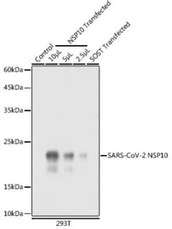 SARS-CoV-2 NSP10 Rabbit anti-SARS-CoV-2, Polyclonal, Novus Biologicals 20 &mu;g | Buy Online | Novus Biologicals | Fisher Scientific