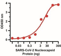 SARS-CoV-2 Nucleocapsid Antibody (3865) - BSA Free, Novus Biologicals 0.05 mg | Buy Online | Novus Biologicals | Fisher Scientific