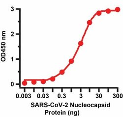 SARS-CoV-2 Nucleocapsid Antibody (3865) - BSA Free, Novus Biologicals 0.05 mg | Buy Online | Novus Biologicals | Fisher Scientific