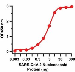 SARS-CoV-2 Nucleocapsid Antibody (3866) - BSA Free, Novus Biologicals 0.05 mg | Buy Online | Novus Biologicals | Fisher Scientific