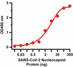 SARS-CoV-2 Nucleocapsid Antibody (3866) - BSA Free, Novus Biologicals 0.05 mg | Buy Online | Novus Biologicals | Fisher Scientific