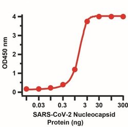 SARS-CoV-2 Nucleocapsid Antibody (3868) - BSA Free, Novus Biologicals 0.05