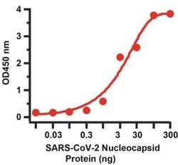 SARS-CoV-2 Nucleocapsid Antibody (3868) - BSA Free, Novus Biologicals 0.05