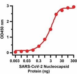 SARS-CoV-2 Nucleocapsid Antibody (NP642) - Azide and BSA Free, Novus Biologicals 0.05 mg | Buy Online | Novus Biologicals | Fisher Scientific