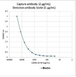 SARS-CoV-2 Nucleocapsid Antibody (75G5a), Novus Biologicals 0.05 mg | Buy Online | Novus Biologicals | Fisher Scientific