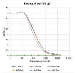 SARS-CoV-2 Nucleocapsid Antibody (84D7), Novus Biologicals 0.05 mg | Buy Online | Novus Biologicals | Fisher Scientific
